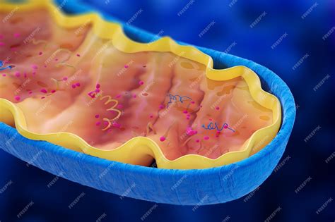 Premium Photo Close Up Cross Section View Of A Mitochondria On A Blue