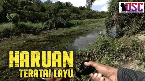 Haruan Curut Frenzy Di Spot Teratai YouTube