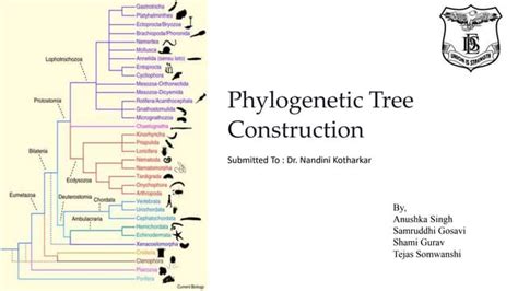 Phylogenetic tree construction step by step | PPT