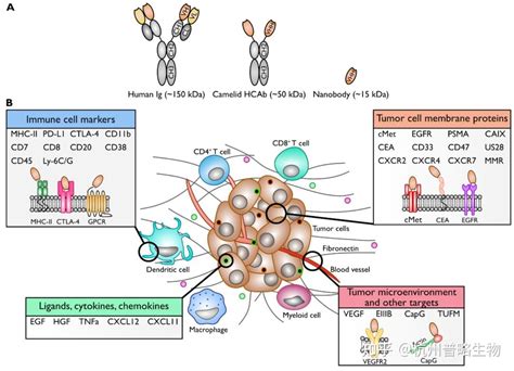 纳米抗体临床转化新领域肿瘤影像诊断 知乎