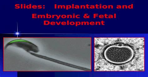 Ppt Slides Implantation And Embryonic And Fetal Development Dokumentips