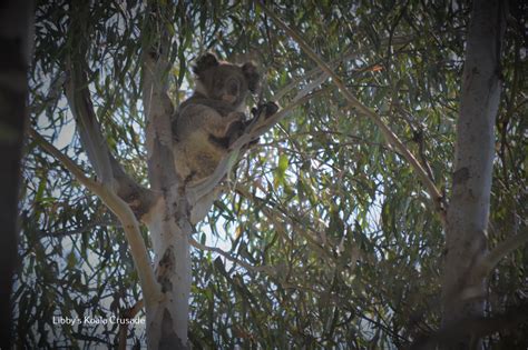 Murray River Wildlife - Libby's Koala & Wildlife Crusade Inc.