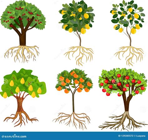 Ajuste Das Rvores De Fruto Diferentes Dos Desenhos Animados Frutos