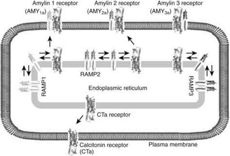 Calcitonin | Oncohema Key