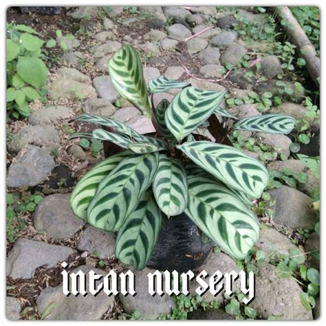 Jual Tanaman Hias Calathea Macan Di Lapak Intan Nursery Bukalapak