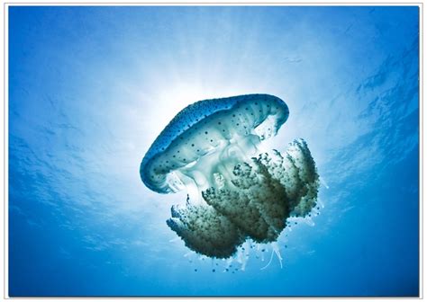 Blue jellyfish Western Australia photo by Ian Barcham - Photorator