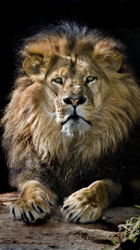 Lion iPhone Wallpapers - Top Free Lion iPhone Backgrounds - WallpaperAccess