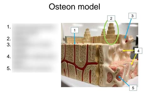 Ch 6 LAB Osteon Model LABELING Diagram Quizlet