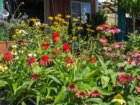 Plant Nursery And Garden Center Gallery Country Bumpkin Plant Nursery