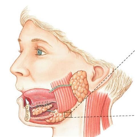 Diagram Of Digestive System Salivary Glands Extrinsic Quizlet