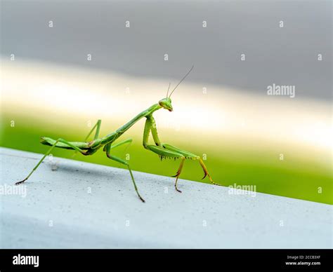 Praying Mantis Hands Hi Res Stock Photography And Images Alamy