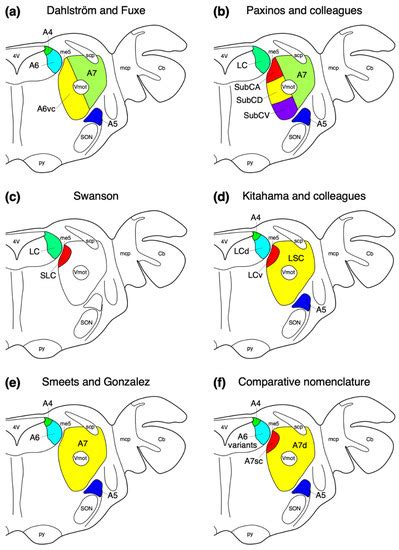 Brain Sciences Special Issue Towards Understanding The Functional