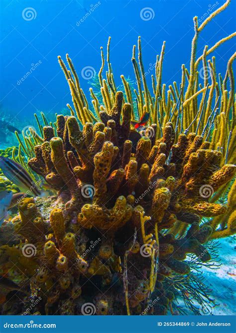 Caribbean Coral Garden Stock Image Image Of Reef Antilles 265344869