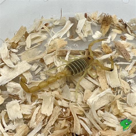 Egyptian Green Scorpion - adult - Strictly Reptiles