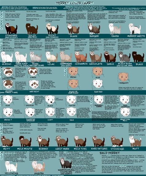 A Complete Guide to Ferret Coloring & Patterns (With Chart)