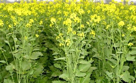 Mustard production expected to touch record 110 lakh tonnes in Rabi ...