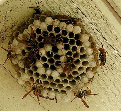 Tips To Deal With Wasp Nest Dealing With Wasps And Their Nests Can By Bayswater Pest Control