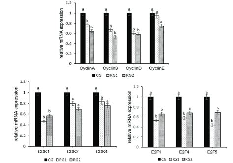 Effect Of Maternal Undernutrition During Late Pregnancy On Relative