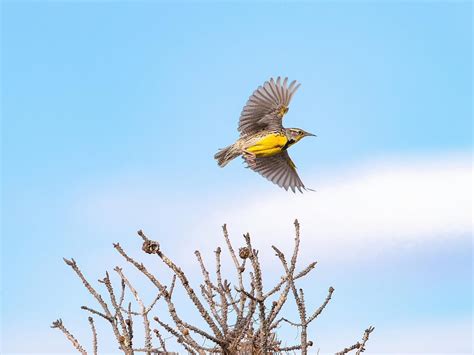 What is the State Bird of Montana? (And Why?) | Birdfact