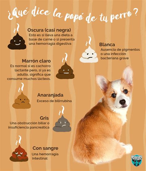 Lista Foto Como Es La Popo De Un Perro Con Parvovirus Mirada Tensa