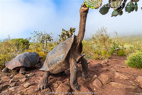 Stock Photo Of Pinzon Giant Tortoise Chelonoidis Duncanensis Feeding