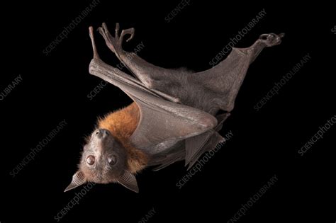 indian flying fox bat stock image  science photo library