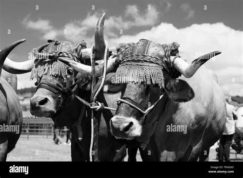 farming rural ox oxen farming black  white stock  images alamy