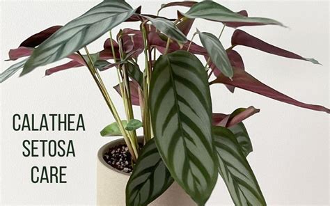 Calathea Setosa Care The Complete And Best Guide