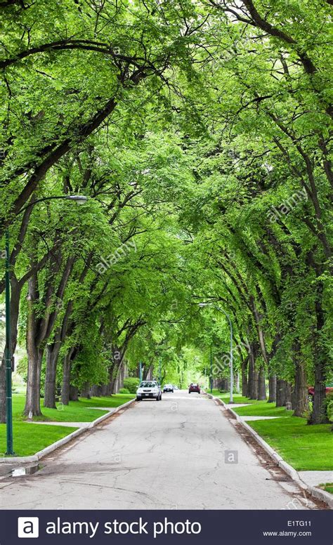 Tree Lined Street Street Trees Elm Tree Landscaping Trees