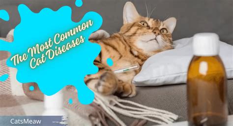 The 10 Most Common Cat Diseases Symptoms And Treatments Catsmeaw