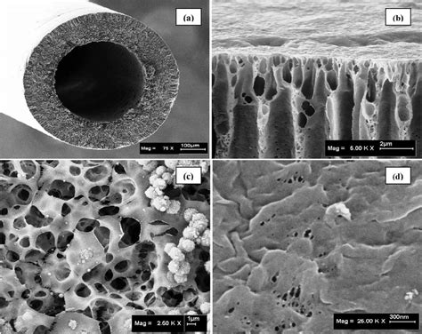 Fesem Micrographs Of The Pvdf Hollow Fiber Membrane A Cross Section