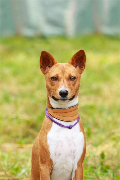 Dog breed Basenji stock image. Image of lovely, close - 152724613