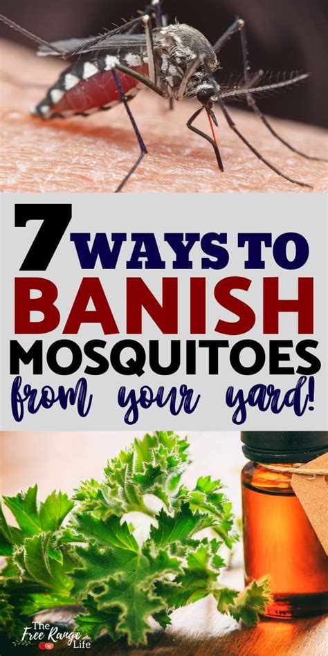 Get Rid Of Mosquitoes 7 Natural Mosquito Repellents For Your Yard