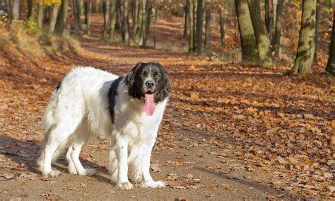 Landseer im Rassen Porträt Mit Bildern Informationen