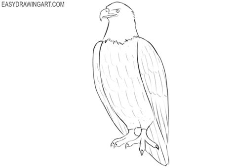 How to Draw a Bald Eagle - Easy Drawing Art
