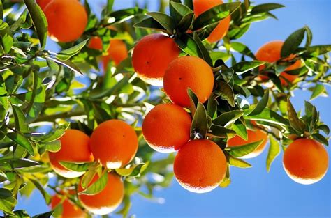 What Are Citrus Trees: Learn About Citrus Tree Varieties For The Garden ...