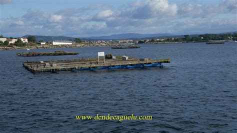 Dendecaguelu El Cultivo De Mejillones En Bateas En Las R As Gallegas