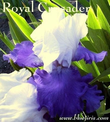 Royal Crusader Blue J Iris LC