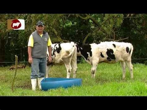 Pastoreo Inteligente De Ganado Bovino TvAgro Por Juan Gonzalo Angel