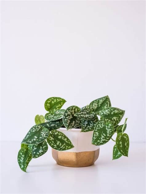 Silver Satin Pothos The Complete Plant Care Guide