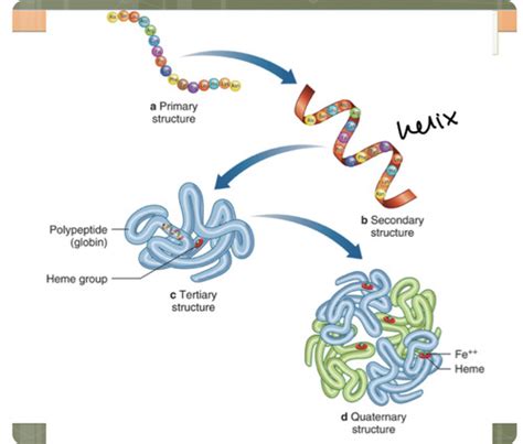 Hemoglobin Structure Function And Catabolism Flashcards Quizlet