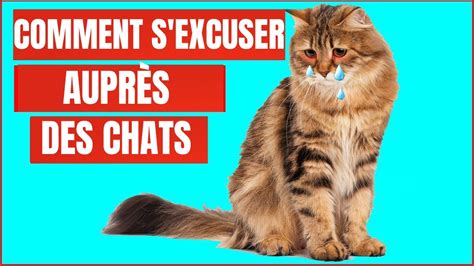 Comment s excuser auprès de son Chat YouTube