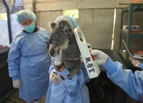 Taipei Zoo-News-Koala Flynn Falls in Love with Koala Empress