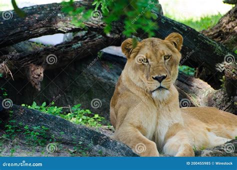 Female Lion Sitting in Nature Stock Image - Image of nature, face ...