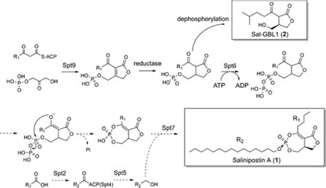 Gamma Butyrolactone