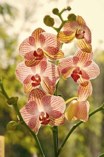 Tipps Zum Anbau Von Orchideen Pflege Von Orchideenpflanzen In