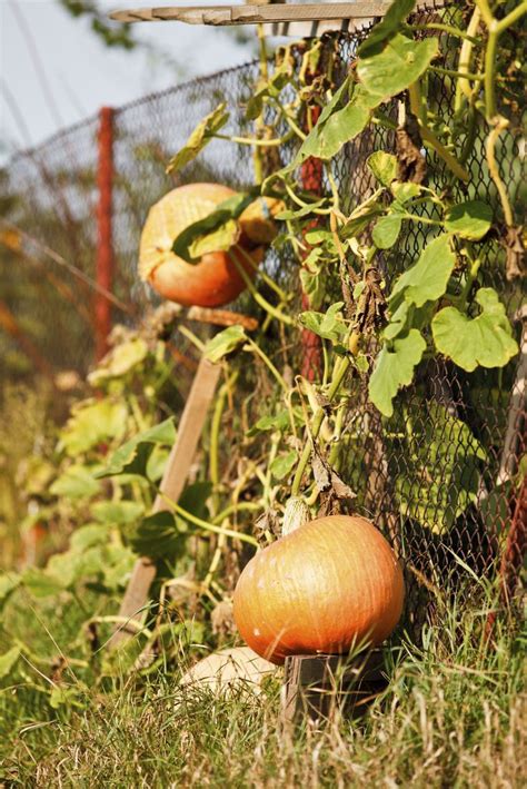 Planting A Pumpkin On A Trellis Tips On How To Make A Pumpkin Trellis