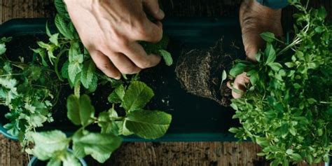 Nos Conseils Pour R Ussir La Plantation Et L Entretien D Un Jardin De