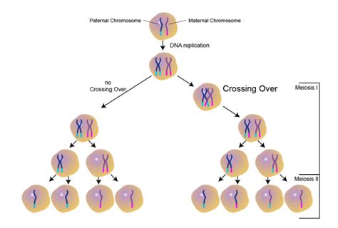 Meiosis And Mitosis Middle School Life Science