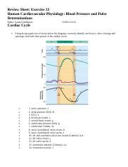 EOCR Exercise 33 Docx Review Sheet Exercise 33 Human Cardiovascular